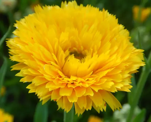 Calendula, Mixed Colors (Calendula officinalis) seeds, organic - Image 8