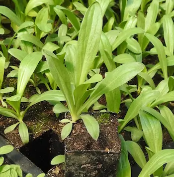 Yerba del Lobo (Helenium hoopesii) potted plant, organic