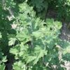 Yomogi (Artemisia princeps), packet of 200 seeds, organic - Image 2