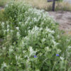 Yomogi (Artemisia princeps), packet of 200 seeds, organic