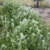 Japanese Medicinal Herb Seed Collection (Burdock, Gobo; Catnip, Japanese; Shiso, Purple; Shungiku; Yomogi) - Image 9