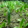 Yucca, Banana (Yucca baccata), packet of 10 seeds - Image 3