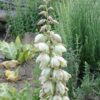 Yucca, Soapweed (Yucca glauca), packet of 20 seeds - Image 2