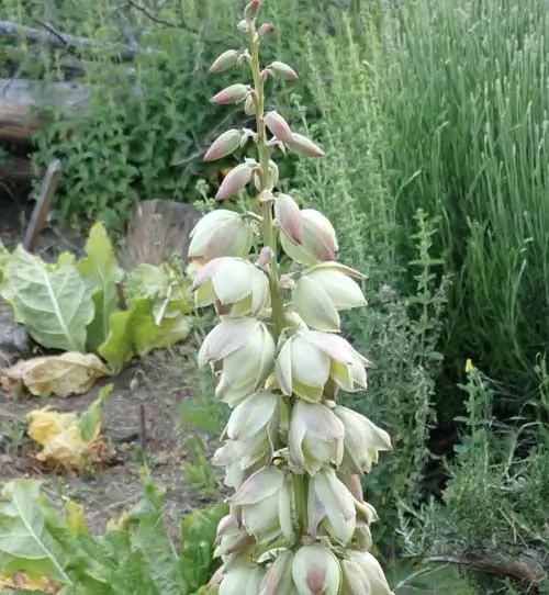 Yucca, Soapweed (Yucca glauca), packet of 20 seeds - Image 2