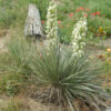 Yucca, Soapweed (Yucca glauca), packet of 20 seeds