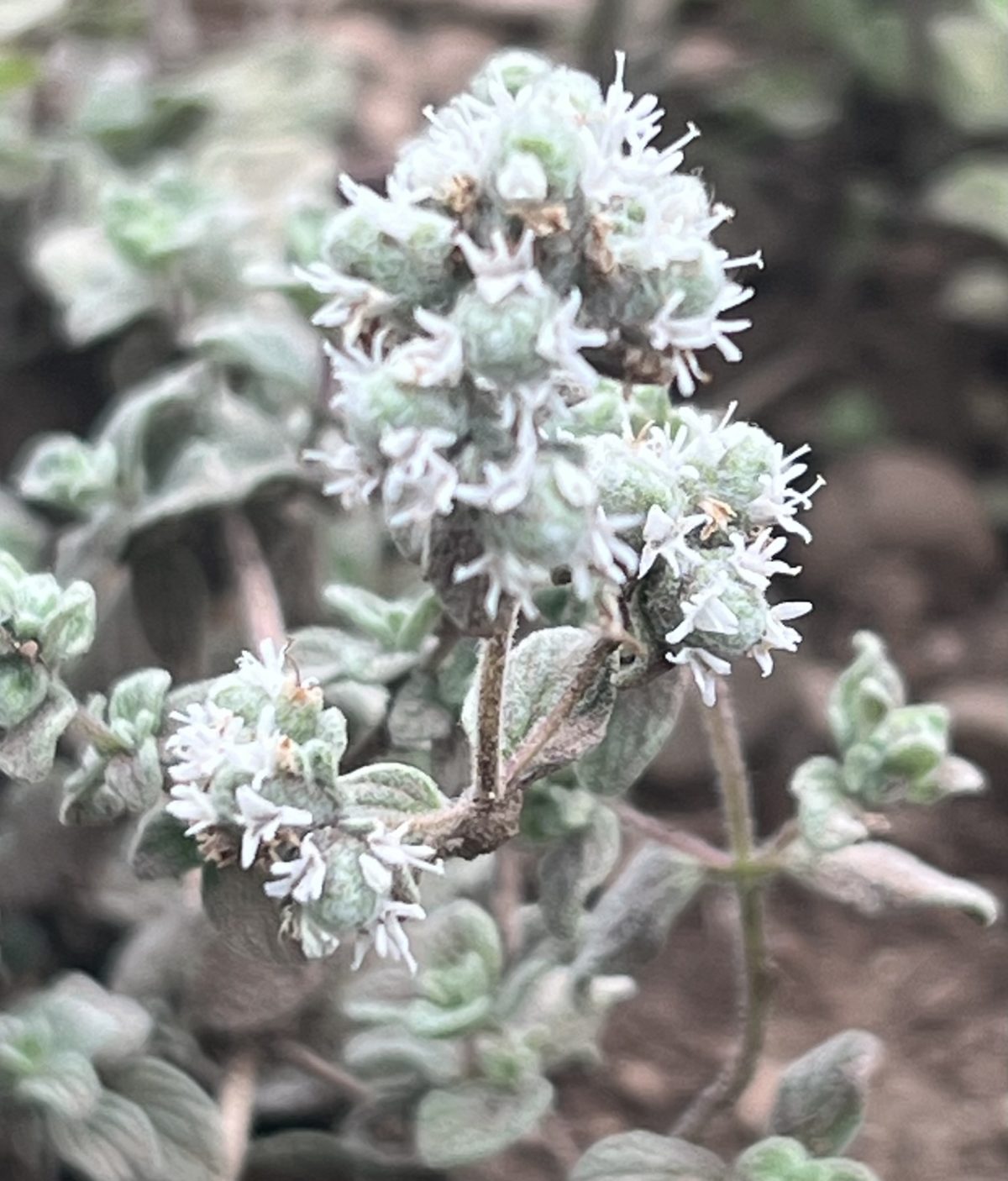 Zaatar Tree Zaatar (Origanum syriacum), packet of 50 seeds, organic | Strictly ...