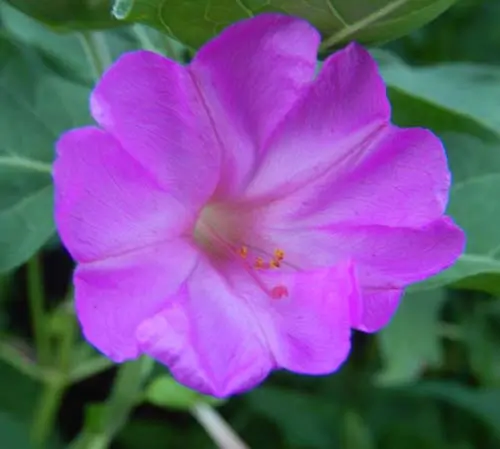 Four O'Clock, Marvel of Peru (Mirabilis jalapa), packet of 10 seeds