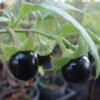 Belladonna, Turkmenistan (Atropa komarovii), packet of 10 seeds, organic - Image 2