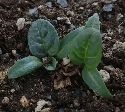 Mandrake, Autumn (Mandragora autumnalis), packet of 13 seeds, dried - Image 4