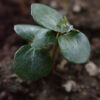 Guggul (Commiphora wightii), packet of 5 seeds, organic - Image 3
