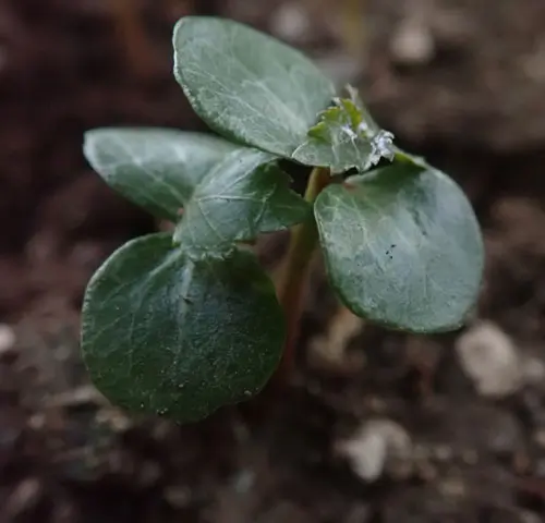 Guggul (Commiphora wightii), packet of 5 seeds, organic - Image 3