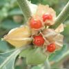 Ashwagandha, Vedic (Withania somnifera) potted plant, organic - Image 4