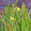 Bulbine, Burn Jelly Plant (Bulbine frutescens), packet of 30 seeds, organic