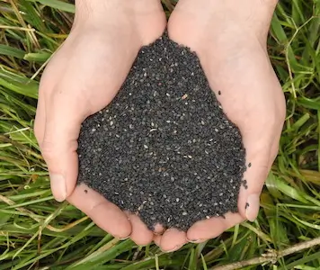 Sesame, Black (Sesamum indicum) seeds, organic