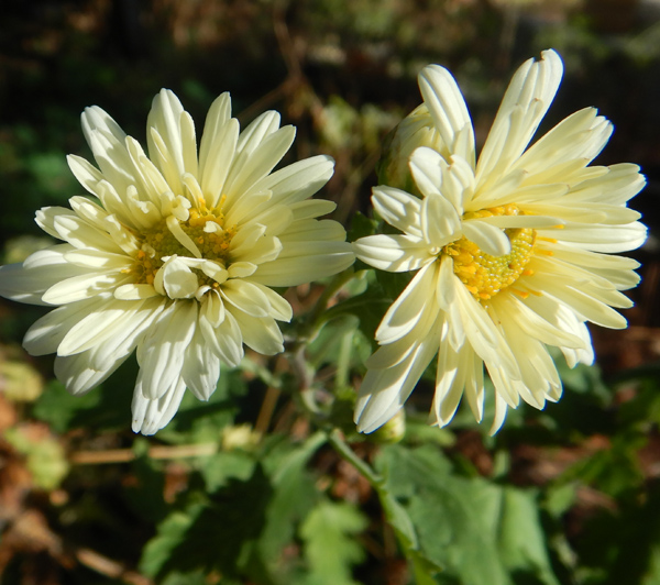 Chrysanthemum Chinese Bo Ju Hua Chrysanthemum Morifolium Potted Plant Organic Strictly Medicinal Seeds