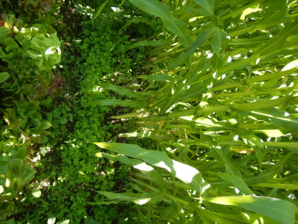 Clover, Crimson (Trifolium incarnatum) Cover Crop Seed, Organic - Image 2