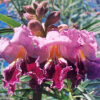 Desert Willow (Chilopsis linearis), packet of 30 seeds