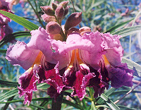 Desert Willow Live Tree 4" pot drought tolerant purple flowers FREE SHIPPING! 