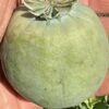 Poppy, Peshawar (Papaver somniferum var. album) seeds, organic - Image 14