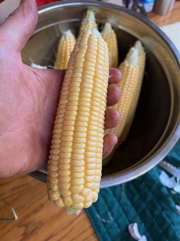 Corn, Golden Bantam (Zea mays) seeds, organic