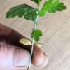 Hawthorn, Wild Form (Crataegus monogyna) seeds, organic - Image 8