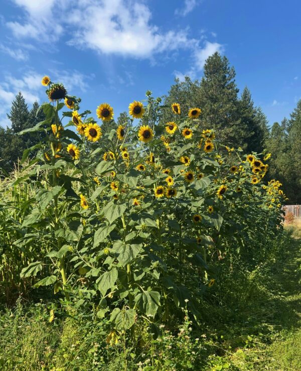 Sunflower, Hopi Black Dye (Helianthus annuus), packet of 30 seeds, organic - Image 11