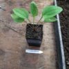 Echinacea purpurea potted plant, organic - Image 3