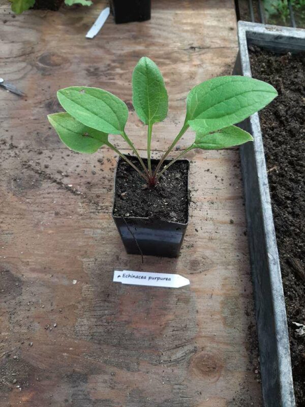 Echinacea purpurea potted plant, organic - Image 3