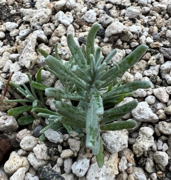 Lavender, Hidcote (Lavandula angustifolia var. hidcote), packet of 20 seeds, organic - Image 2