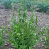 Lobelia, Official (Lobelia inflata) seeds, organic - Image 8