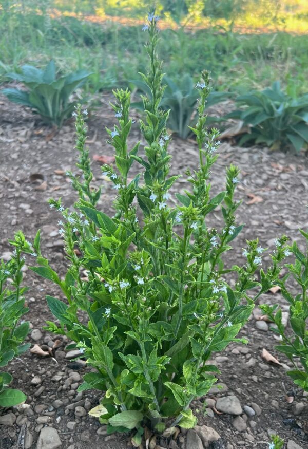 Lobelia, Official (Lobelia inflata) seeds, organic - Image 8
