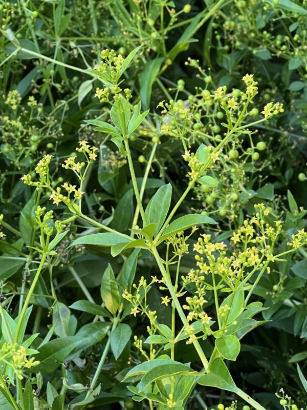 Madder (Rubia tinctorum) seeds, organic - Image 7