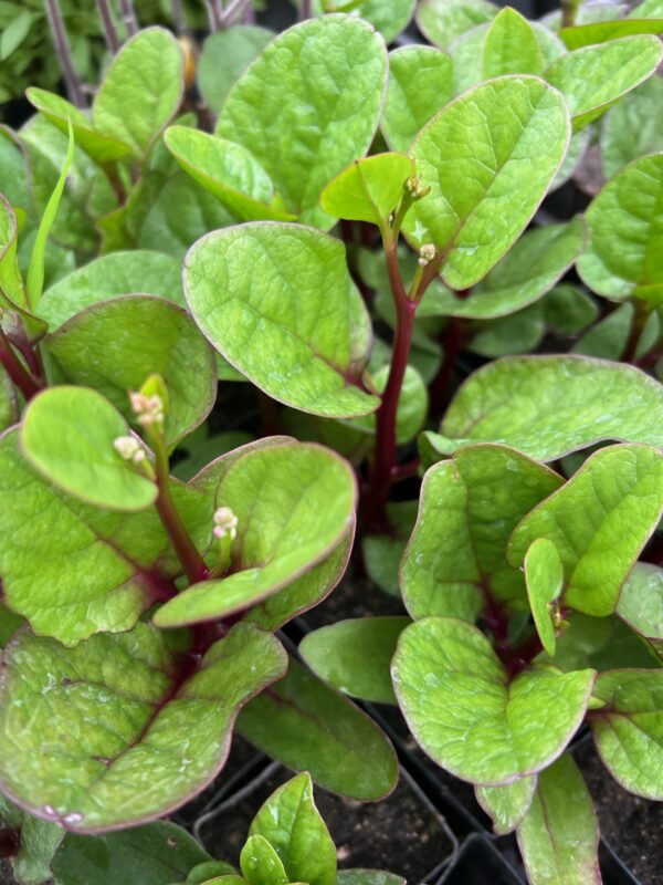 Spinach, Malabar Red (Basella rubra), packet of 10 seeds, organic - Image 6