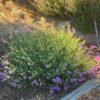 Four O'clock, Maravilla (Mirabilis multiflora), packet of 5 seeds, Organic - Image 6