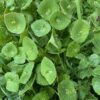 Lettuce, Miner's (Claytonia perfoliata), packet of 50 seeds
