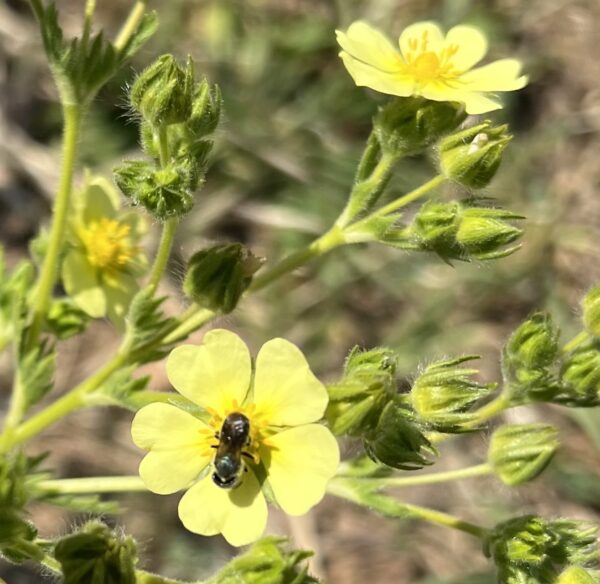 Tormentil (Potentilla tormentilla), packet of 30 seeds, organic [WA NO]