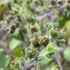 Saint Paul's Wort, Xi-xian-cao (Sigesbeckia pubescens), packet of 30 seeds, organic