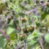 Saint Paul's Wort (Sigesbeckia pubescens) dried herb, organic - Image 3