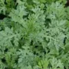Japanese Medicinal Herb Seed Collection (Burdock, Gobo; Catnip, Japanese; Shiso, Purple; Shungiku; Yomogi) - Image 7