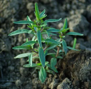 Savory, Summer (Satureja hortensis) seeds, organic - Image 3