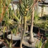 Aloe dichotoma (Quiver Tree) plant, organic