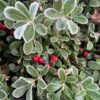 Uva Ursi (Arctostaphylos uva-ursi), packet of 20 seeds - Image 8