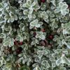 Uva Ursi (Arctostaphylos uva-ursi), packet of 20 seeds - Image 9