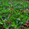 Violet, Sweet (Viola odorata), packet of 20 seeds, organic