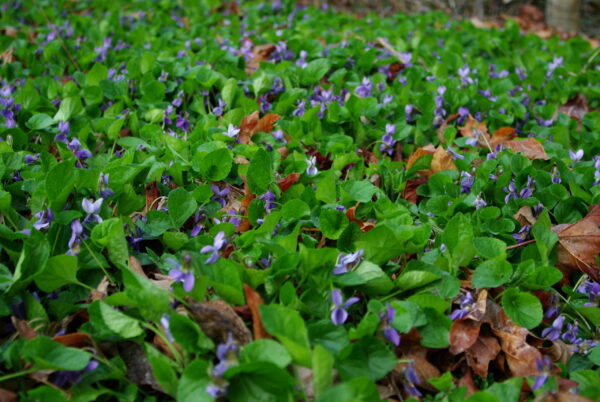 Violet, Sweet (Viola odorata) potted plant, organic - Image 5