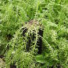Yarrow, Official (Achillea millefolium) potted plant, organic