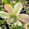 Yerba Mansa (Anemopsis californica), packet of 20 seeds, Organic - Image 6