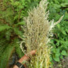 Yomogi (Artemisia princeps), packet of 200 seeds, organic - Image 3
