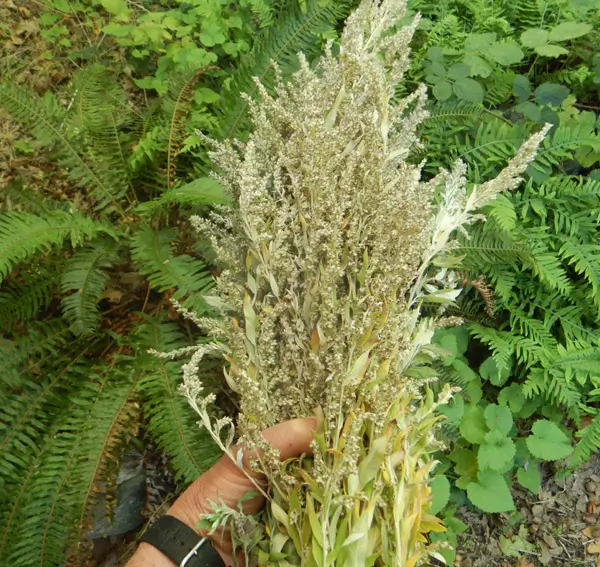 Yomogi (Artemisia princeps), packet of 200 seeds, organic - Image 3
