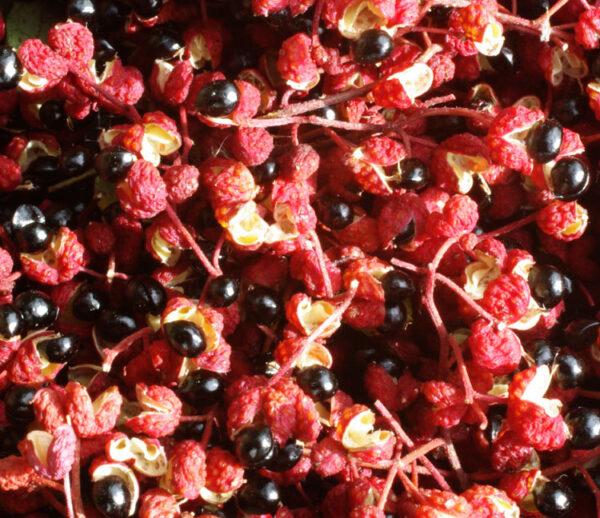 Szechuan Pepper (Zanthoxylum simulans), packet of 10 seeds, Organic - Image 5